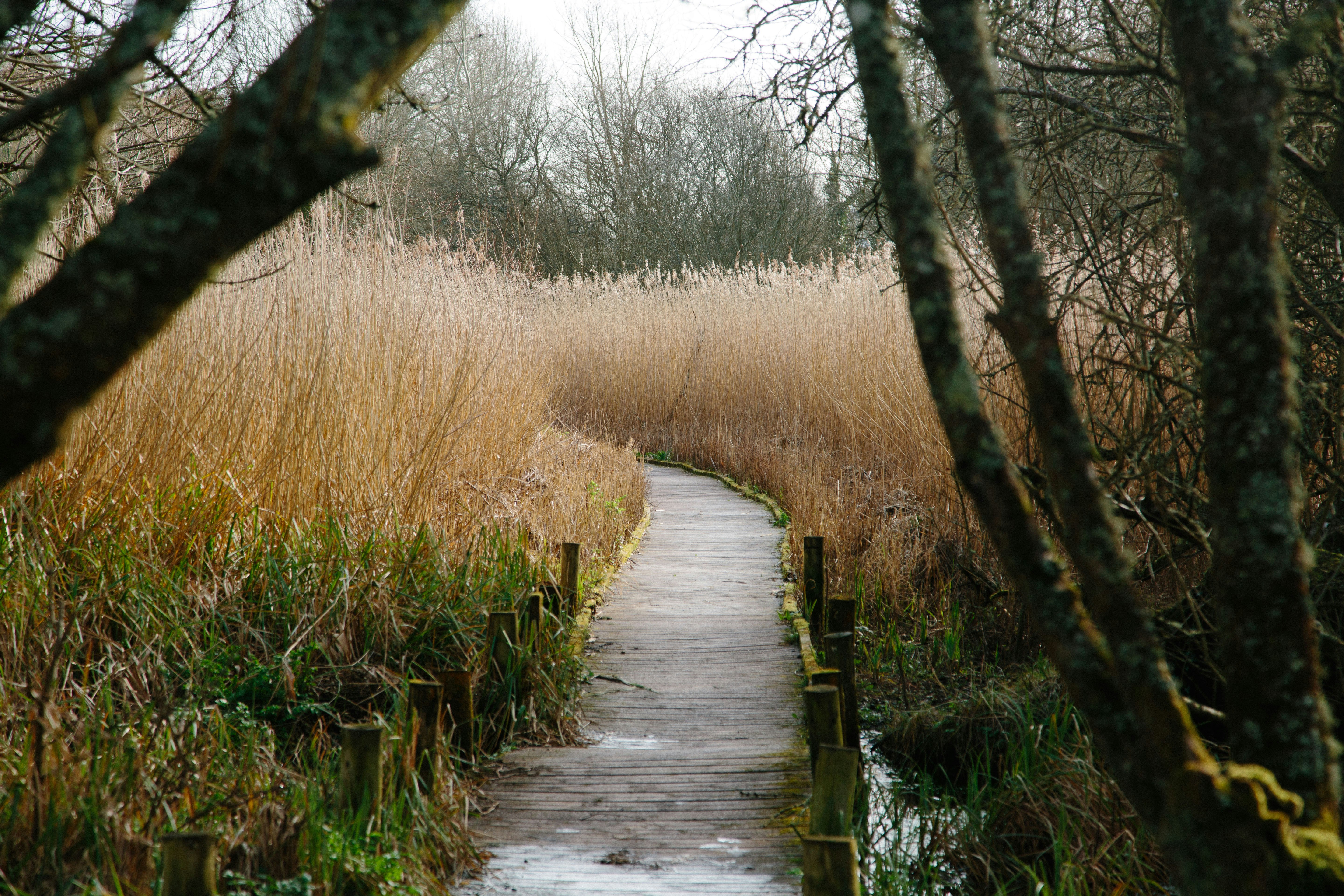 brown grass field and trees on the side of the river